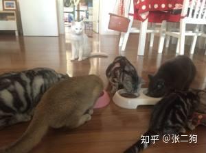 兼职繁殖猫挣钱需警惕小心法律和道德风险