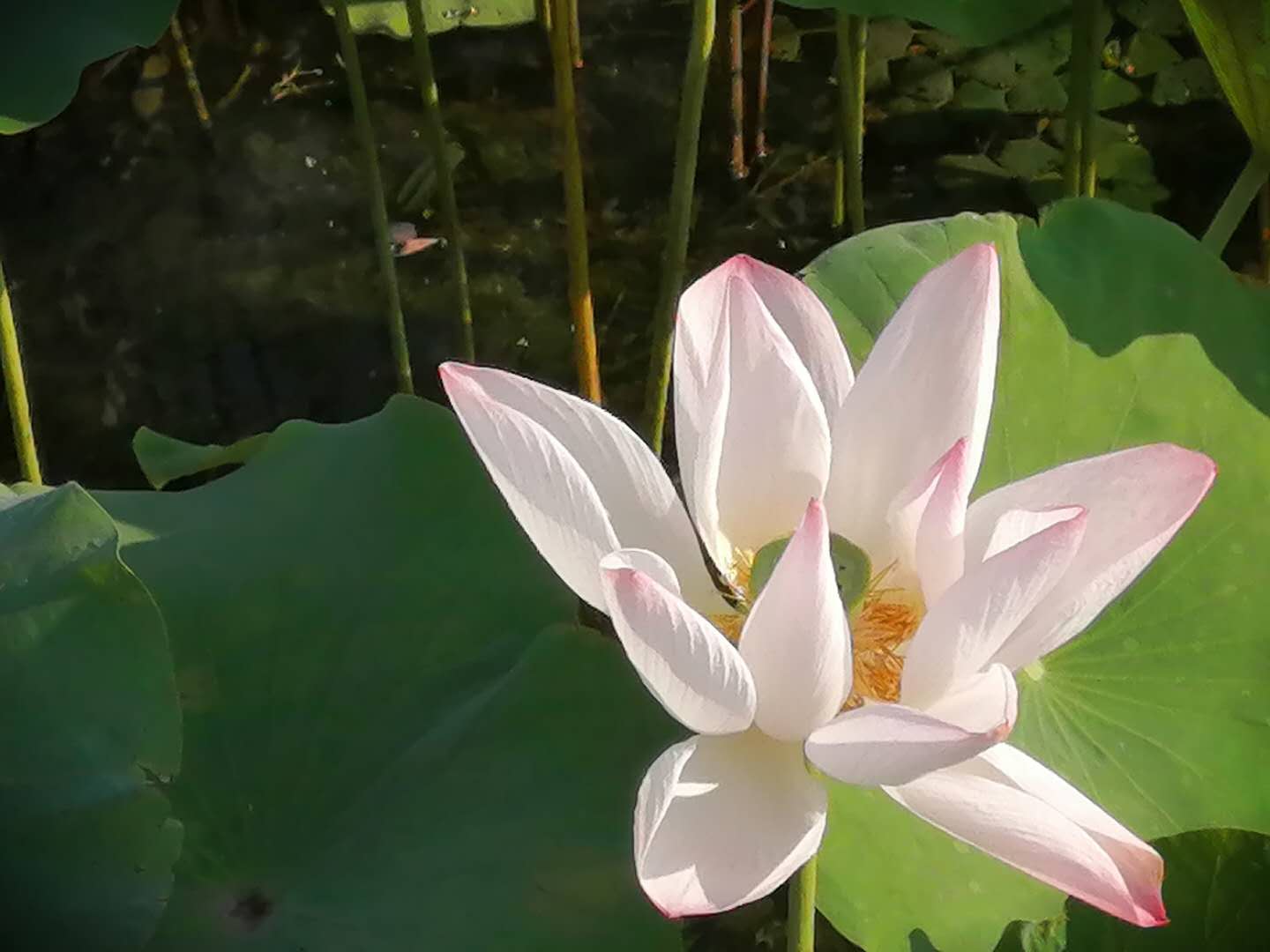 大良插花兼职怎么找轻松搞定兼职工作的秘诀